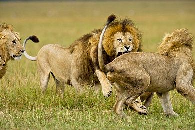 《战争传说》新DLC12月发布 经典开放世界RPG